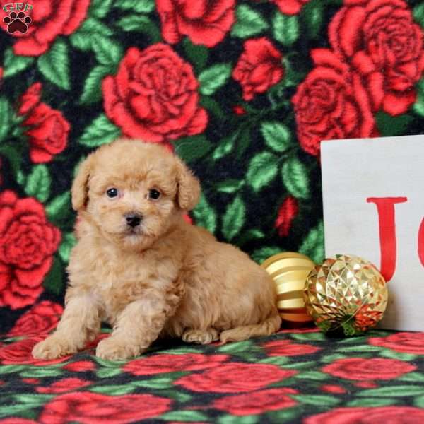 KYNE, Morkie-Poo Puppy